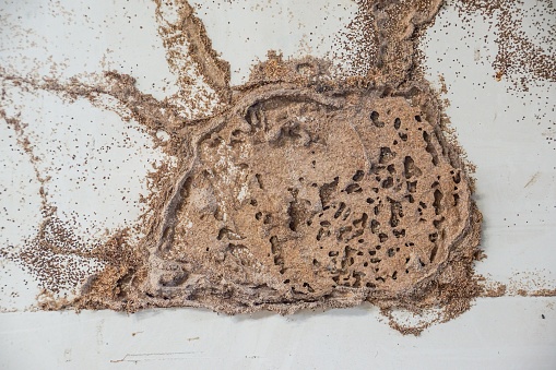 Termite nest on white wooden wall of a room / Termite problem in house concept