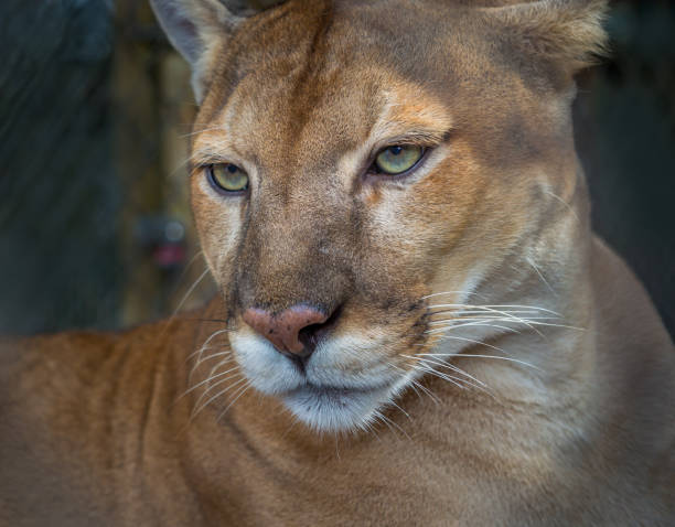 Florida Panther Stock Photos, Pictures & Royalty-Free Images - iStock Florida Panther Stock Photos, Pictures & Royalty-Free Images - iStock