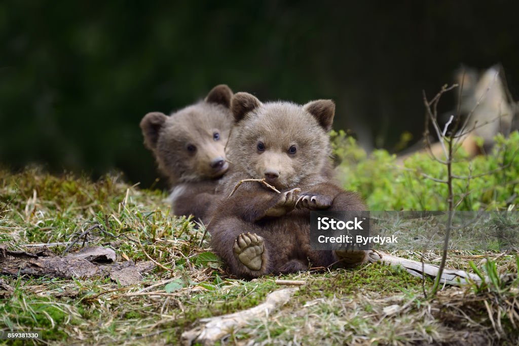 Brown osezno - Foto de stock de Monada libre de derechos