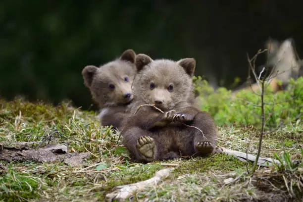 Wild brown bear cub close-up