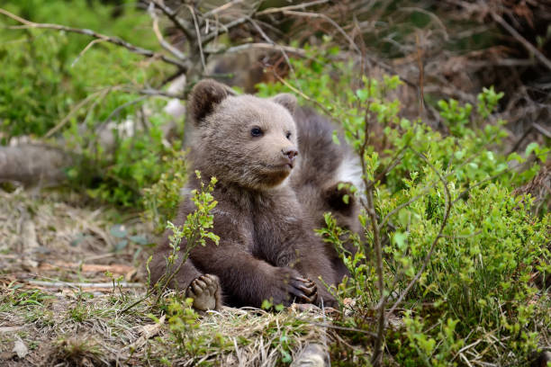 istock Young brown bear in the forest 859381354