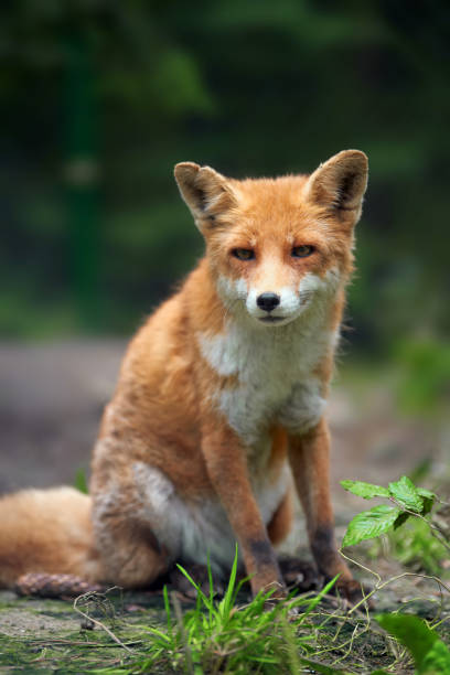 istock Portrait of a red fox (Vulpes vulpes) 859381384