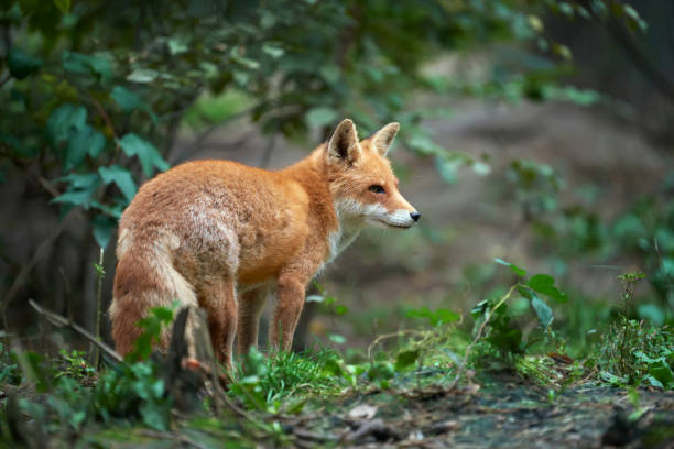 istock Portrait of a red fox (Vulpes vulpes) 859381386