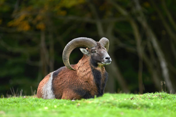 istock Big european moufflon in the meadow 859381418