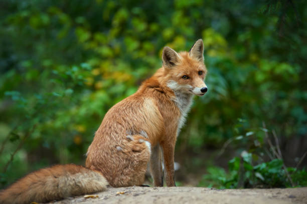 istock Portrait of a red fox (Vulpes vulpes) 859381422
