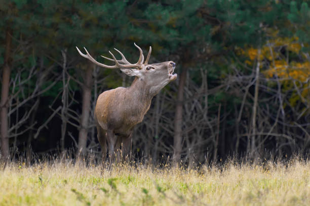 istock Red deer in mating season 859381424