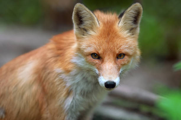 istock Portrait of a red fox (Vulpes vulpes) 859381430