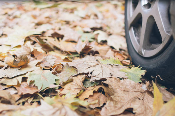 istock Car tire on fallen autumn leaves 859381636