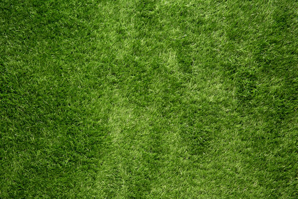 sfondo erba verde - grass meadow textured close up foto e immagini stock