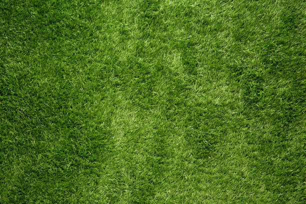 fundo de grama verde - grass meadow textured close up - fotografias e filmes do acervo