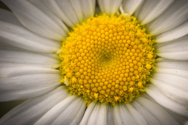 istock Oxeye Daisy close up macrophotography. 859382604