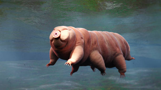 tardigrade, niedźwiedź wodny do pływania - scientific micrograph zdjęcia i obrazy z banku zdjęć