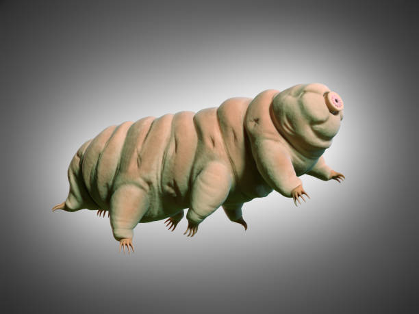 tardigrade, water bear, microscopic life form on white ground water bear stock pictures, royalty-free photos & images