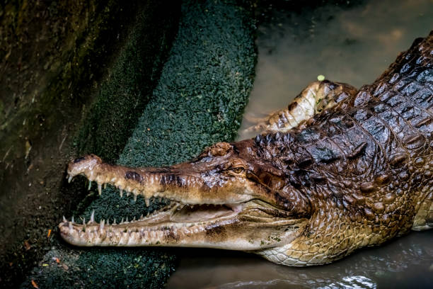 istock Crocodile in the zoo 859383218