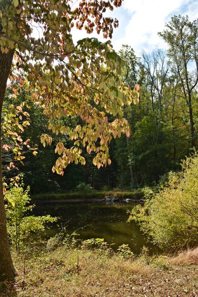 istock Autumn leaves with Pond 859386200