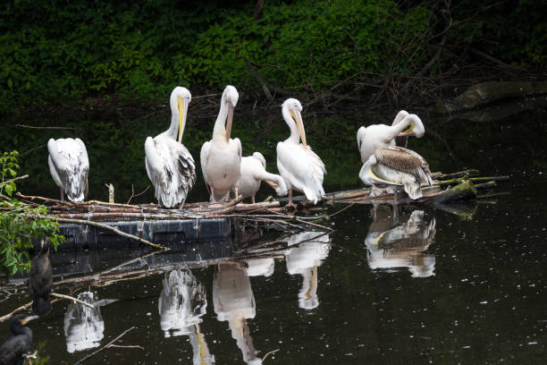 istock Group Great white pelican sits on a log in the lake 859386262