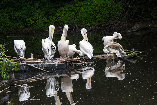 Wild great white pelican on a deserted lake in the depths of the jungle