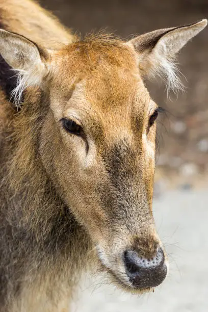 Photo of Female Pere Davids deer, summer hot day