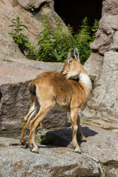 le gamin de la tournée est caucasienne joue sur les rochers - paridigitate mammals photos et images de collection