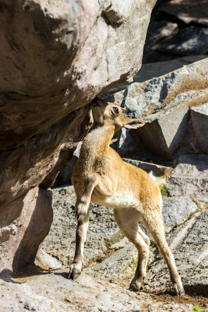 le gamin de la tournée est caucasienne joue sur les rochers - paridigitate mammals photos et images de collection