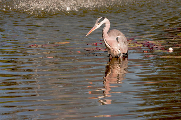 istock Wild heron on hunt - portrait 859386534