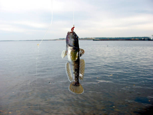 istock Young man  while fishing with kayak in the river 859392568