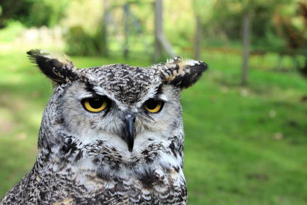 corujão-orelhudo - great white owl - fotografias e filmes do acervo