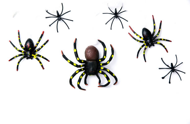 Huge spider and Funnel Web