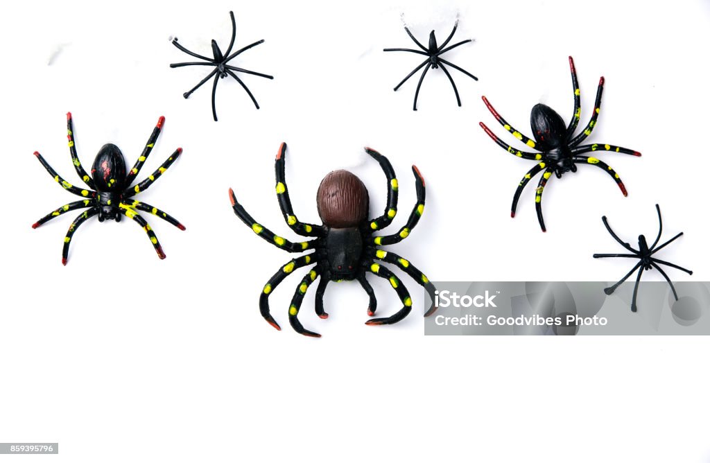 Halloween holiday concept group of spider walk on spider web on white background. Ready for product display montage. Spider Stock Photo