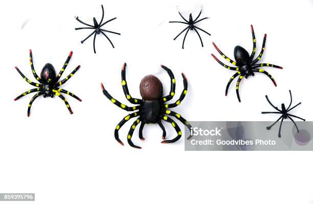Halloween Holiday Concept Group Of Spider Walk On Spider Web On White Background Ready For Product Display Montage Stock Photo - Download Image Now