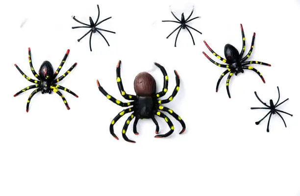 Photo of Halloween holiday concept group of spider walk on spider web on white background. Ready for product display montage.