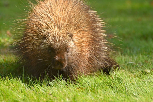istock Porcupine Close Up (Canada) 859396508