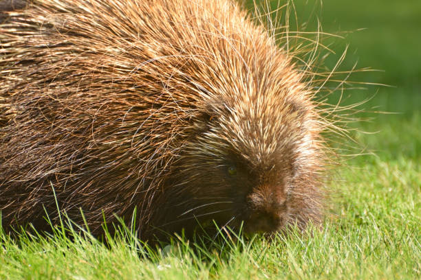 istock Porcupine Close Up (Canada) 859396512