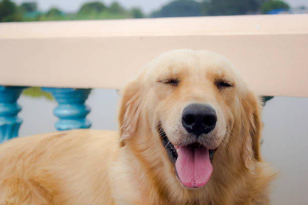 istock Young golden retriever dog relax on floor. 859396718