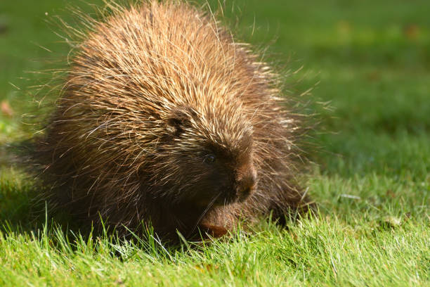 istock Porcupine Close Up (Canada) 859397066