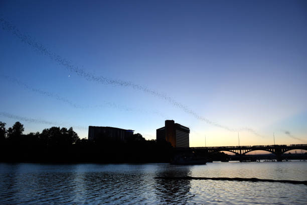 3 columns of bats flying from bridge