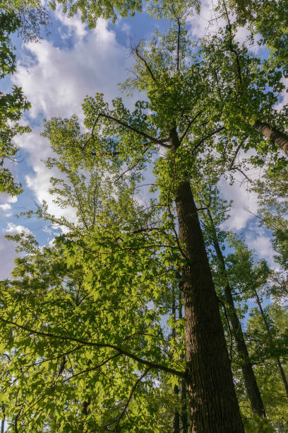 istock LOOKING TO THE HEAVENS 859399944