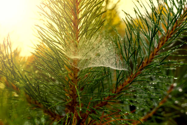 Christmas tree with raindrops and spider web can be used as background.