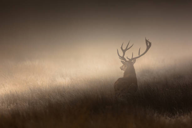 красный олень (цервус элас) - forest deer stag male animal стоковые фото и изображения
