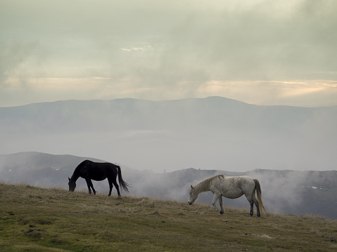 Two wild horses grazing grass on a mountain top. Misty background