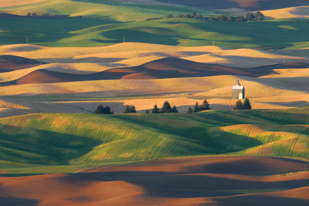 Holling hills in the Palouse region of eastern Washington The Palouse from the summit of Steptoe Butte in Steptoe Butte State Park near Colfax, Washington whitman county washington state stock pictures, royalty-free photos & images