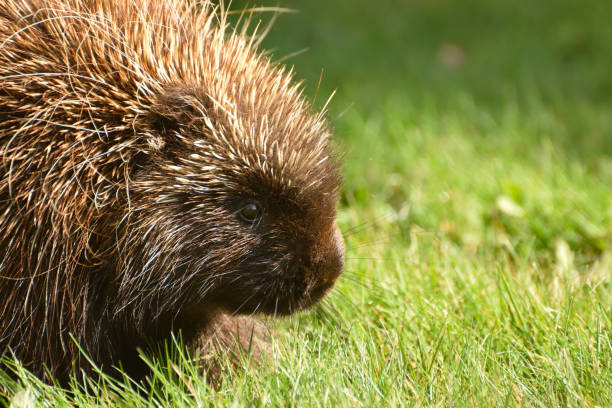 istock Porcupine Close Up (Canada) 859406654