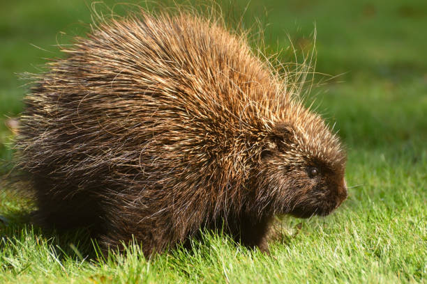 istock Porcupine Close Up (Canada) 859406678