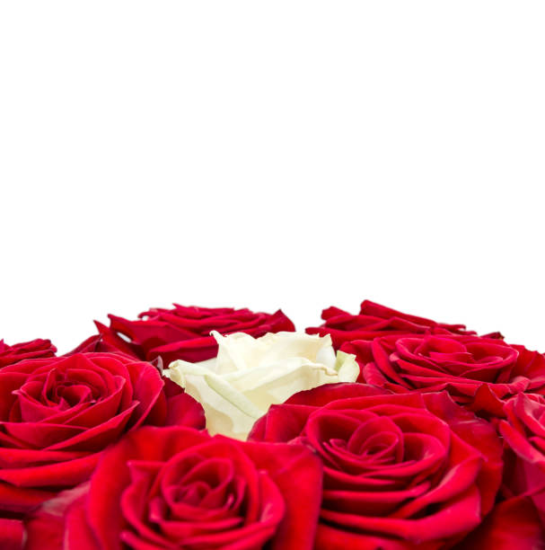White and red roses. Isolated on white. Close up.