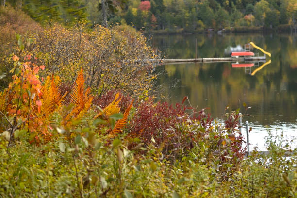 istock Autumn Ferns on the Lake (New Brunswick Canada) 859410380