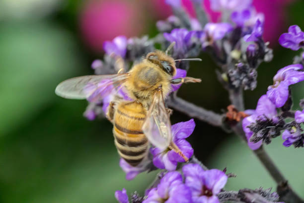 istock bee on purple flowers 859410474