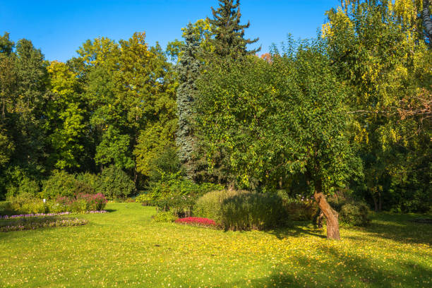 bela área de outono no parque de peterhof. - 13412 - fotografias e filmes do acervo