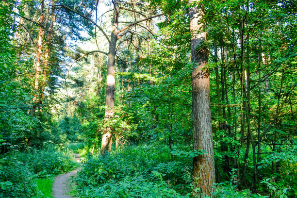 Dense forest. An impenetrable thicket. Background image. Russia. Summer day