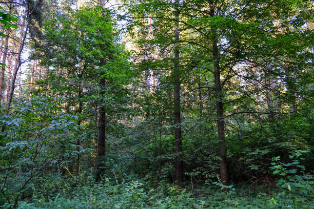 istock Dense forest. An impenetrable thicket. Background image. Russia. Summer day 859413356