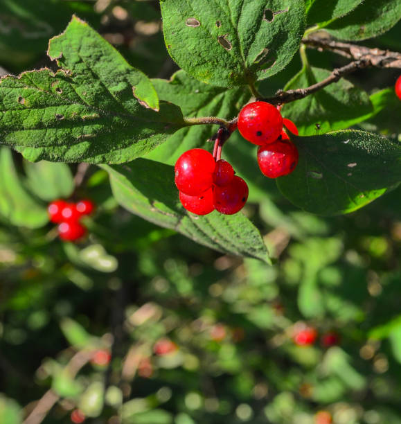 istock Bush with red forest berries close-up 859413524